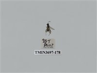 藏品(膜翅目(蜂))的圖片